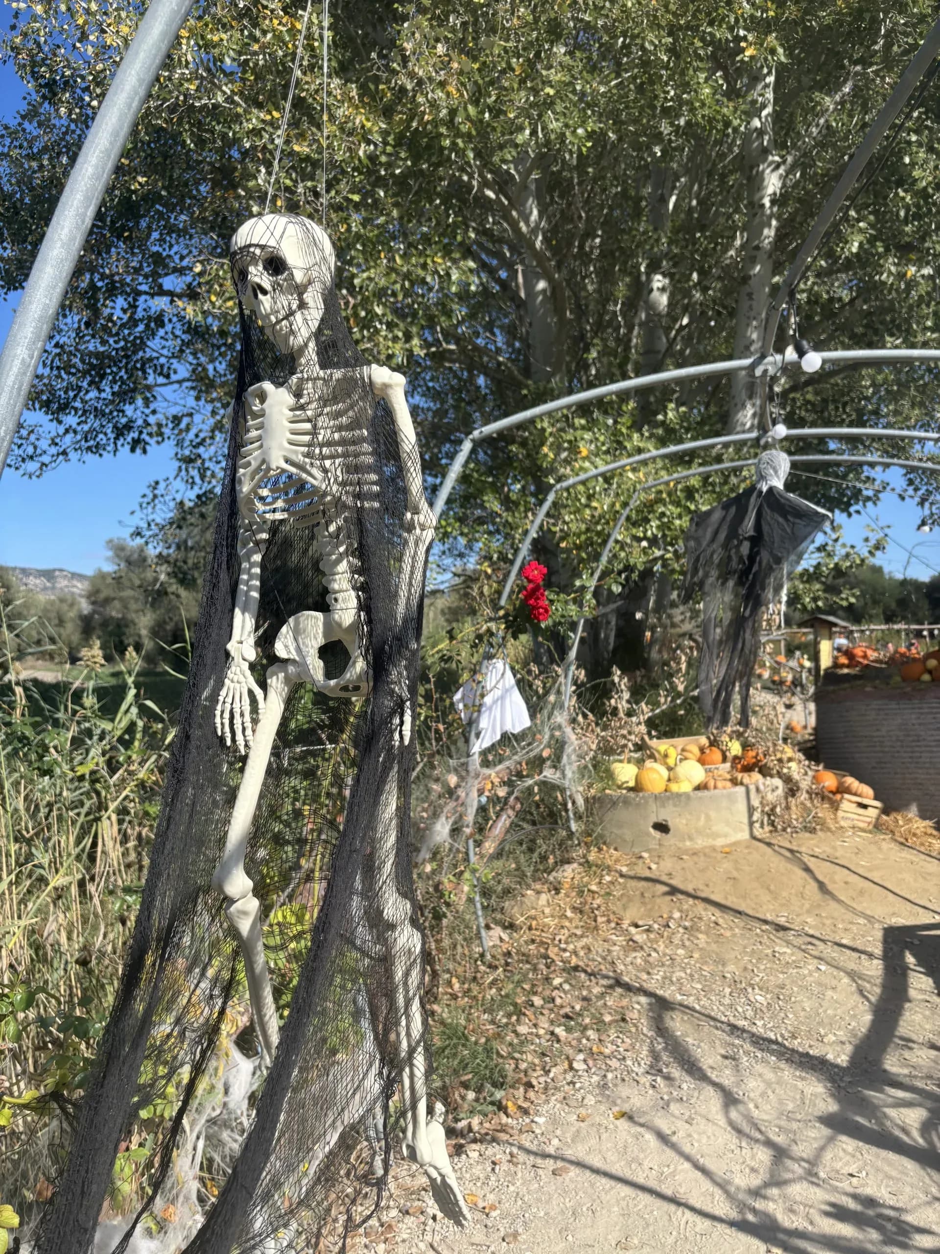 Scena rustica di Halloween con decorazione a scheletro in un parco all'aperto