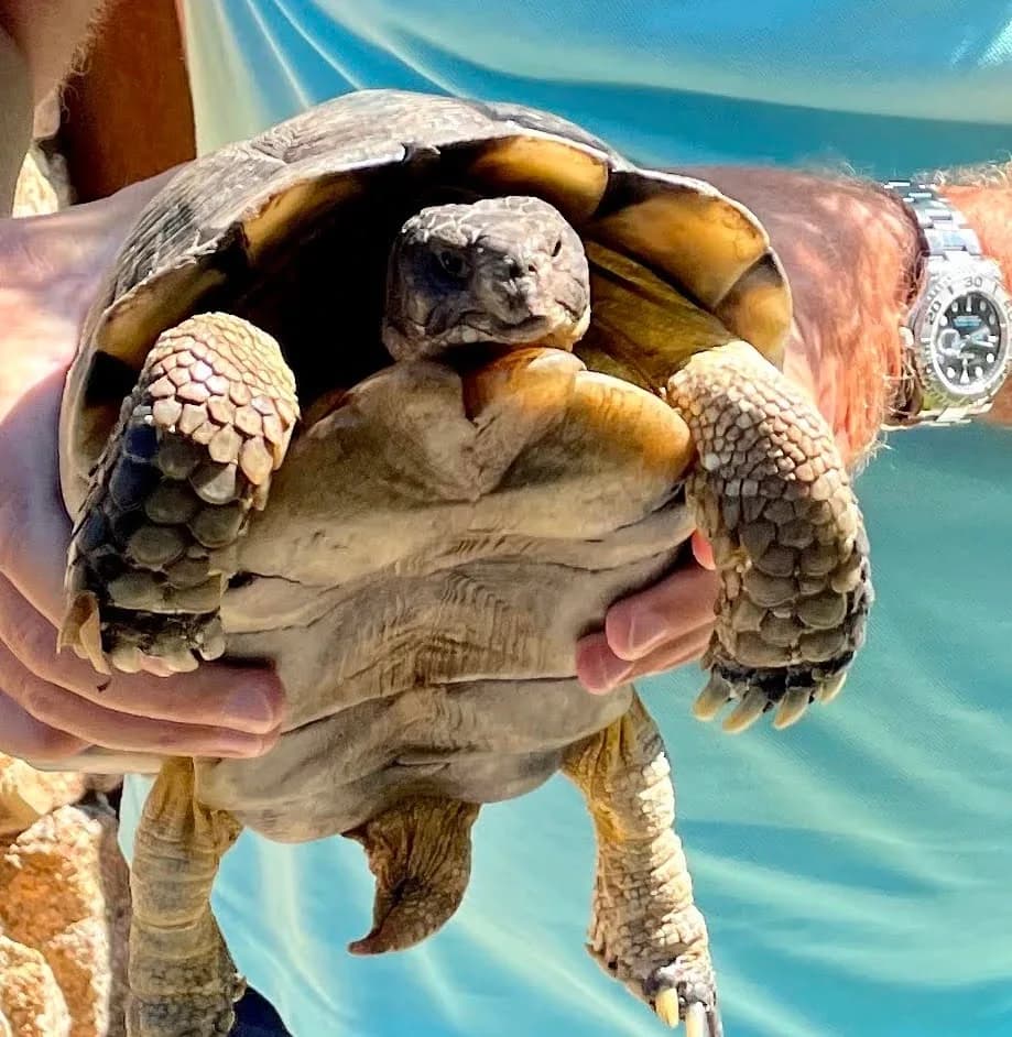 Heilige Schildkröten Sardinien Porto Rotondo Griechische Landschildkröte Testudo hermanni Breitrandschildkröte geschützte mediterrane Art Gallura Landschaft Wildtiere Straßenüberquerung