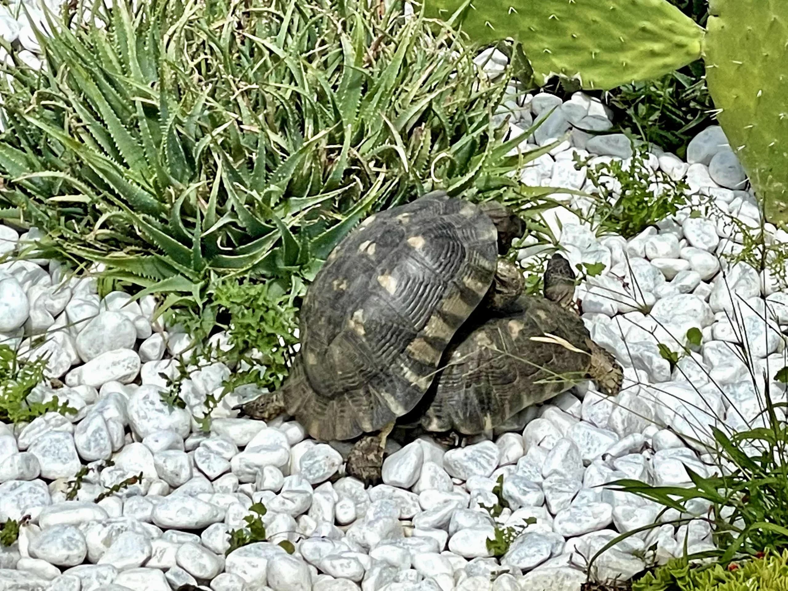 Macht Liebe, nicht Krieg! Sardiniens Schildkröten genießen das Leben!