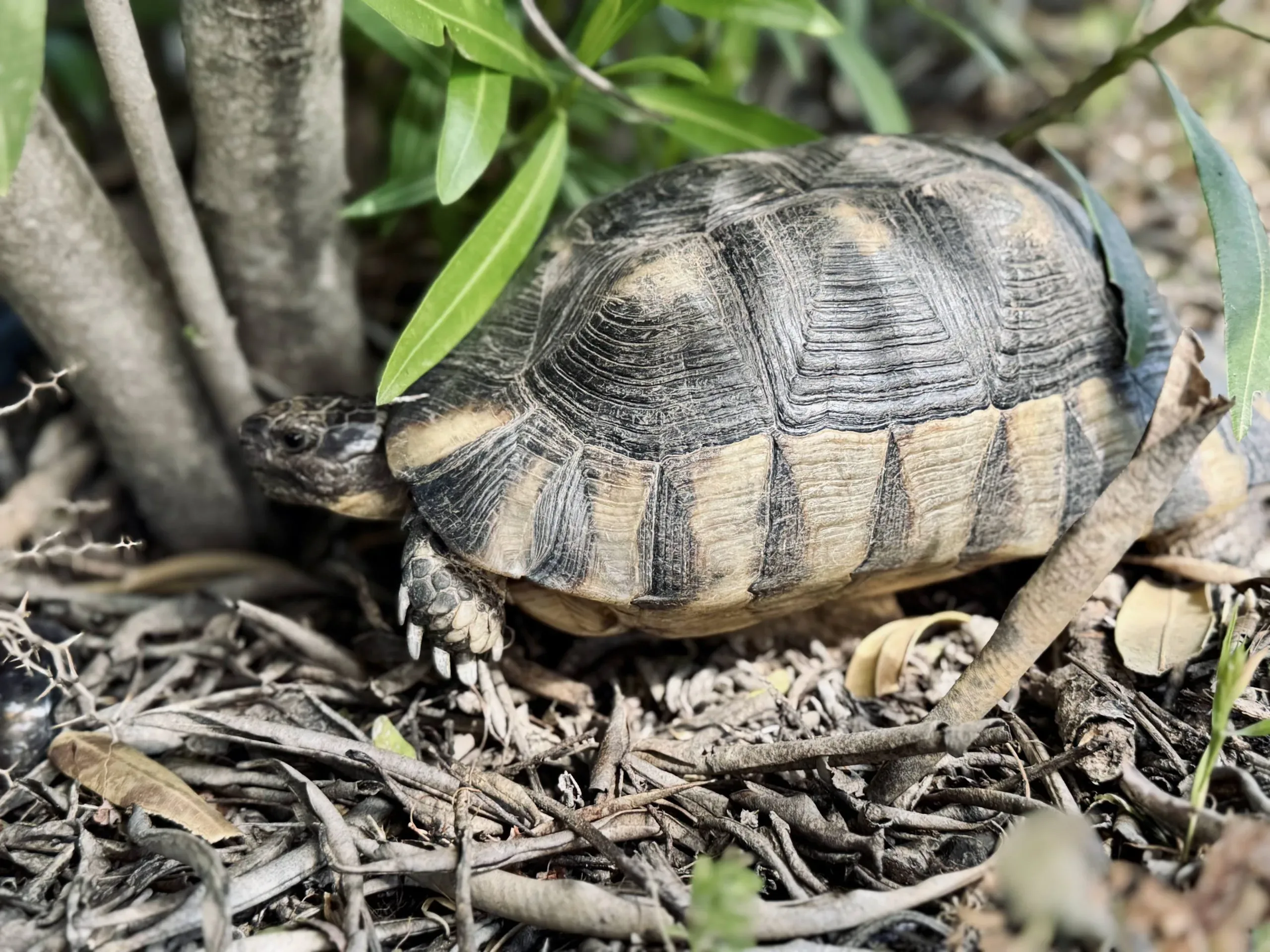 Heilige Schildkröten Sardinien Aberglaube Glück ruhiger Tag reibungsloser Weg Porto Rotondo lokale Folklore Glaube Fremde lächeln Kinder sanfte Erinnerung