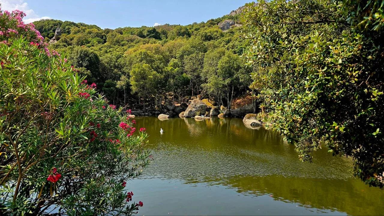 Peaceful forest lake surrounded by green trees