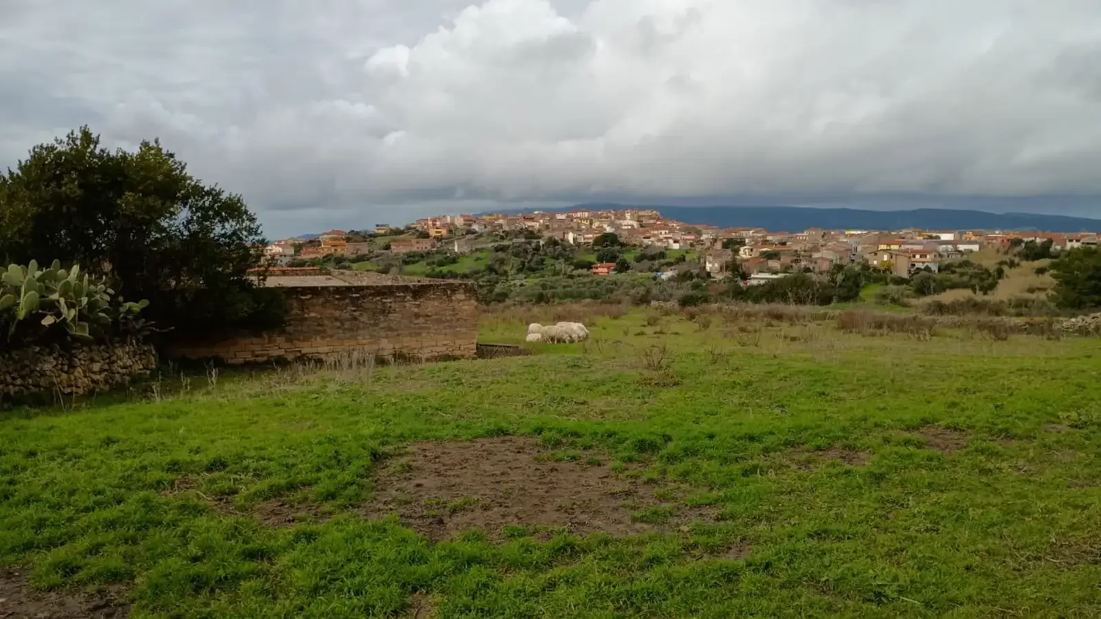 Paesaggio rurale italiano con pecore e borgo collinare