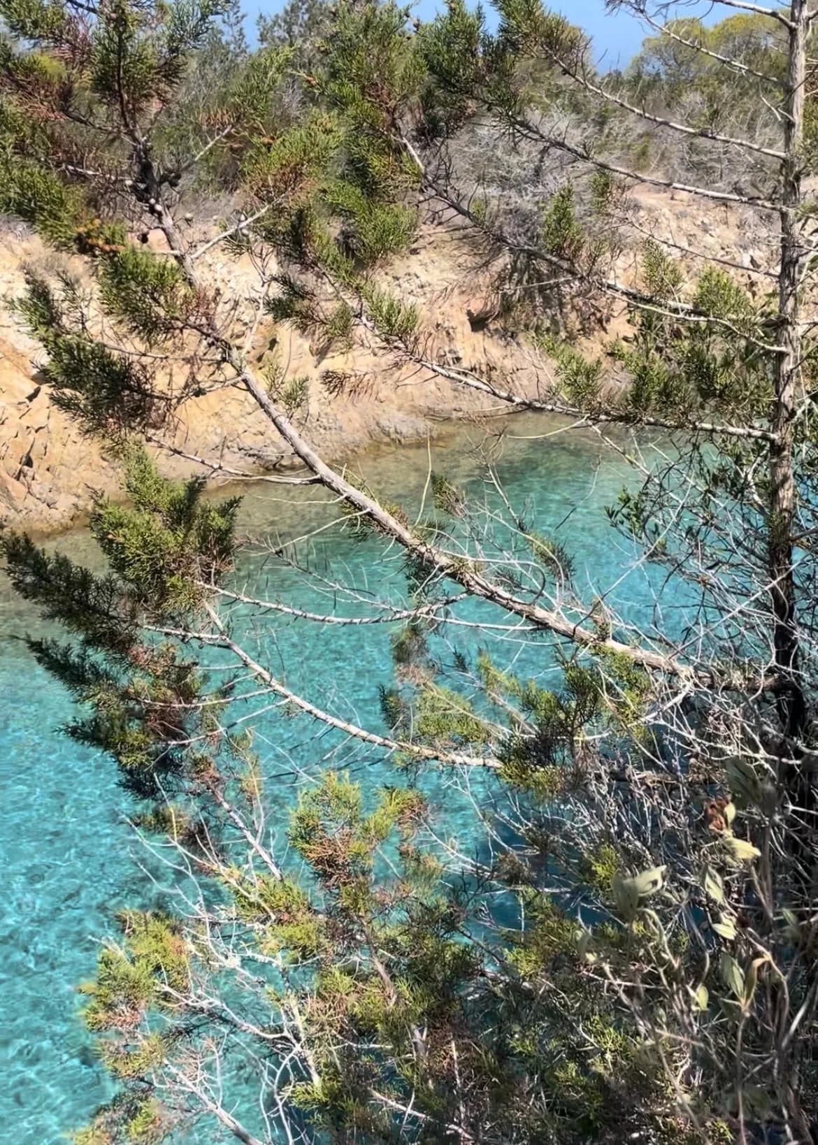 Turquoise baai gezien tussen de bomen door.