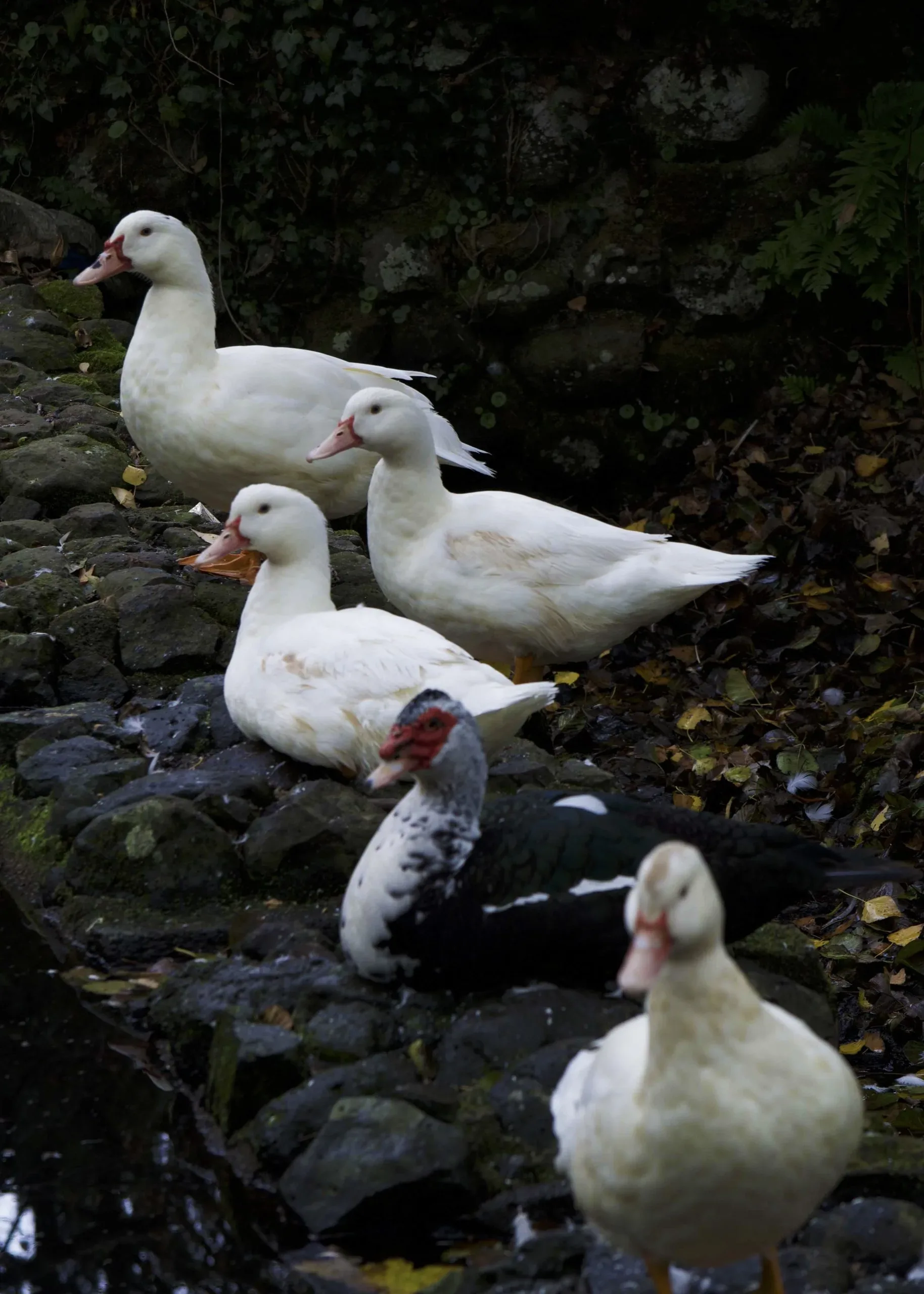Cinq canards, de couleurs variées, sur la berge rocheuse d'un ruisseau.
