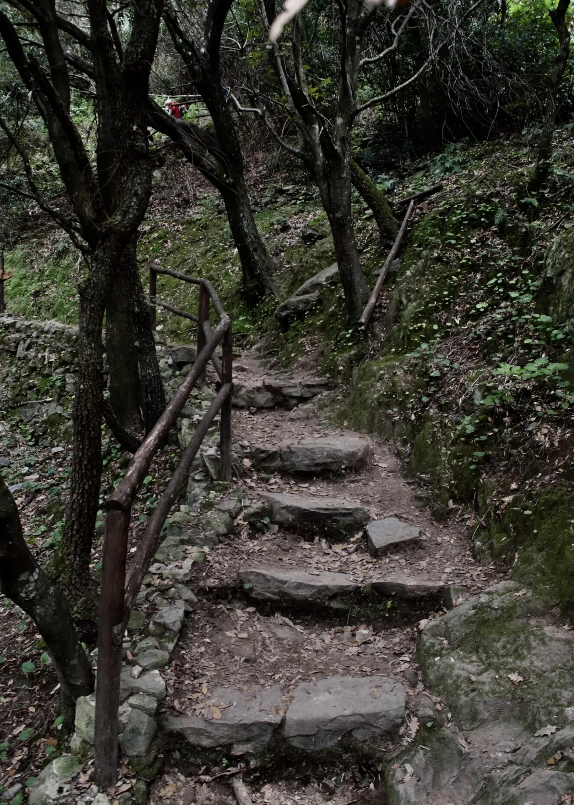 Chemin forestier menant à Sos Molinos