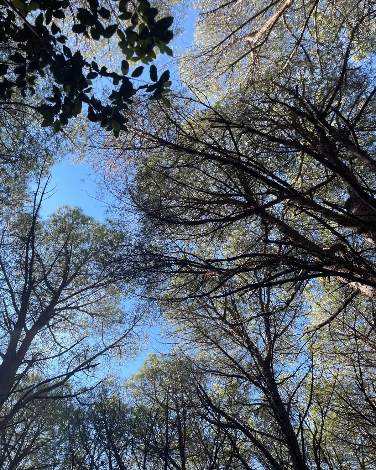 Vue vers le haut d'arbres se dressant contre un ciel bleu.