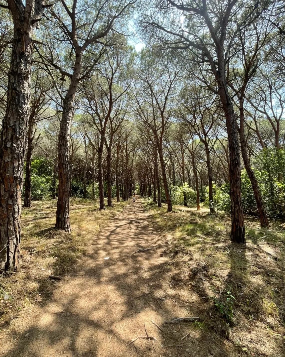 Chemin à travers une pinède, lumière tamisée