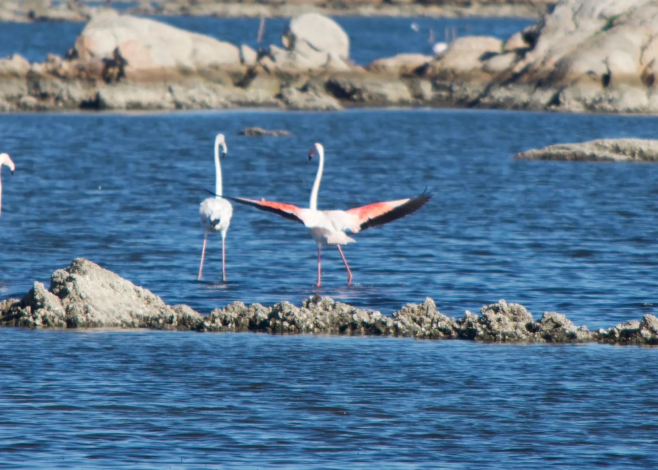 Flamingos in den Feuchtgebieten von Olbia