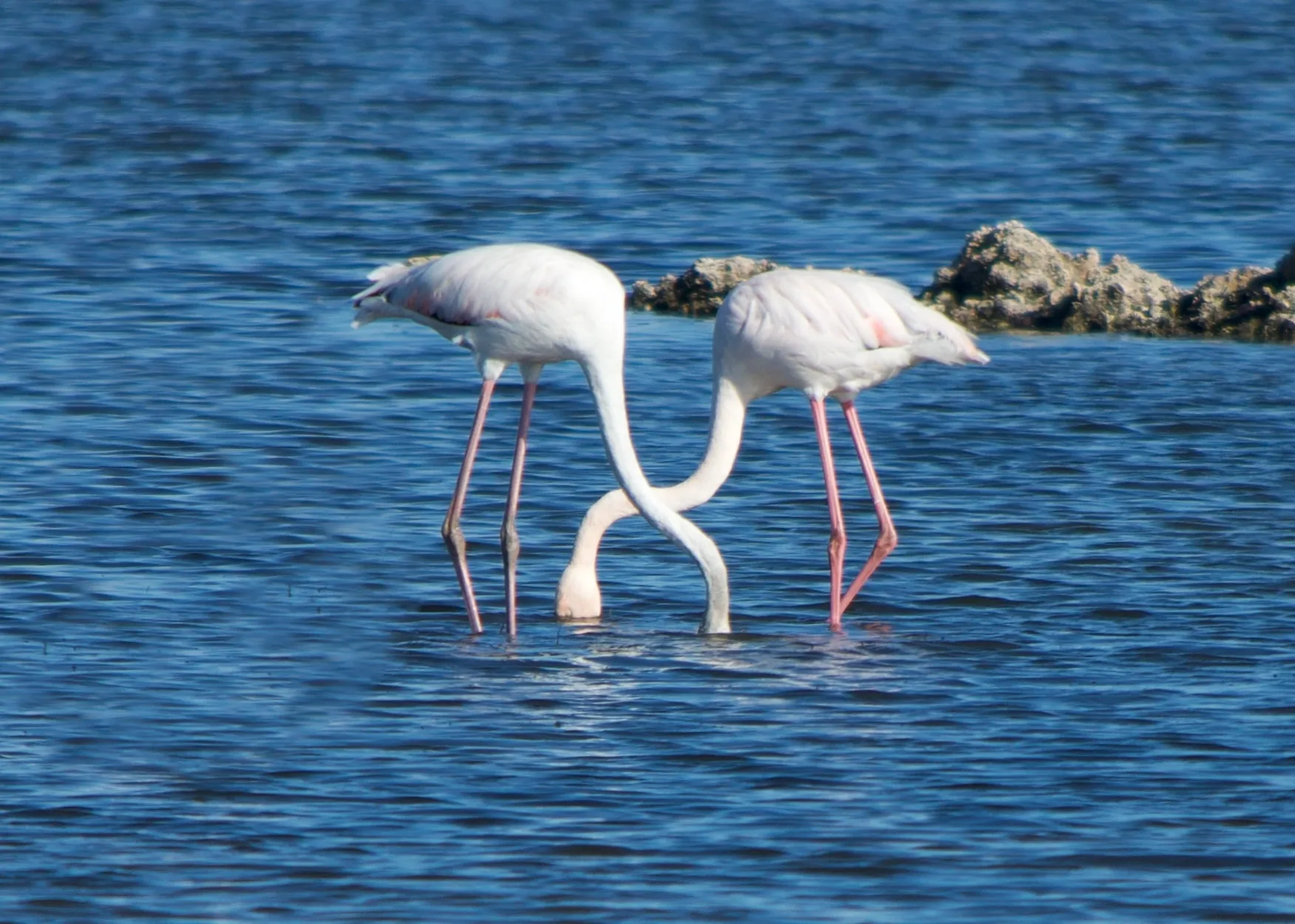 Zwei fressende Flamingos im blauen Wasser