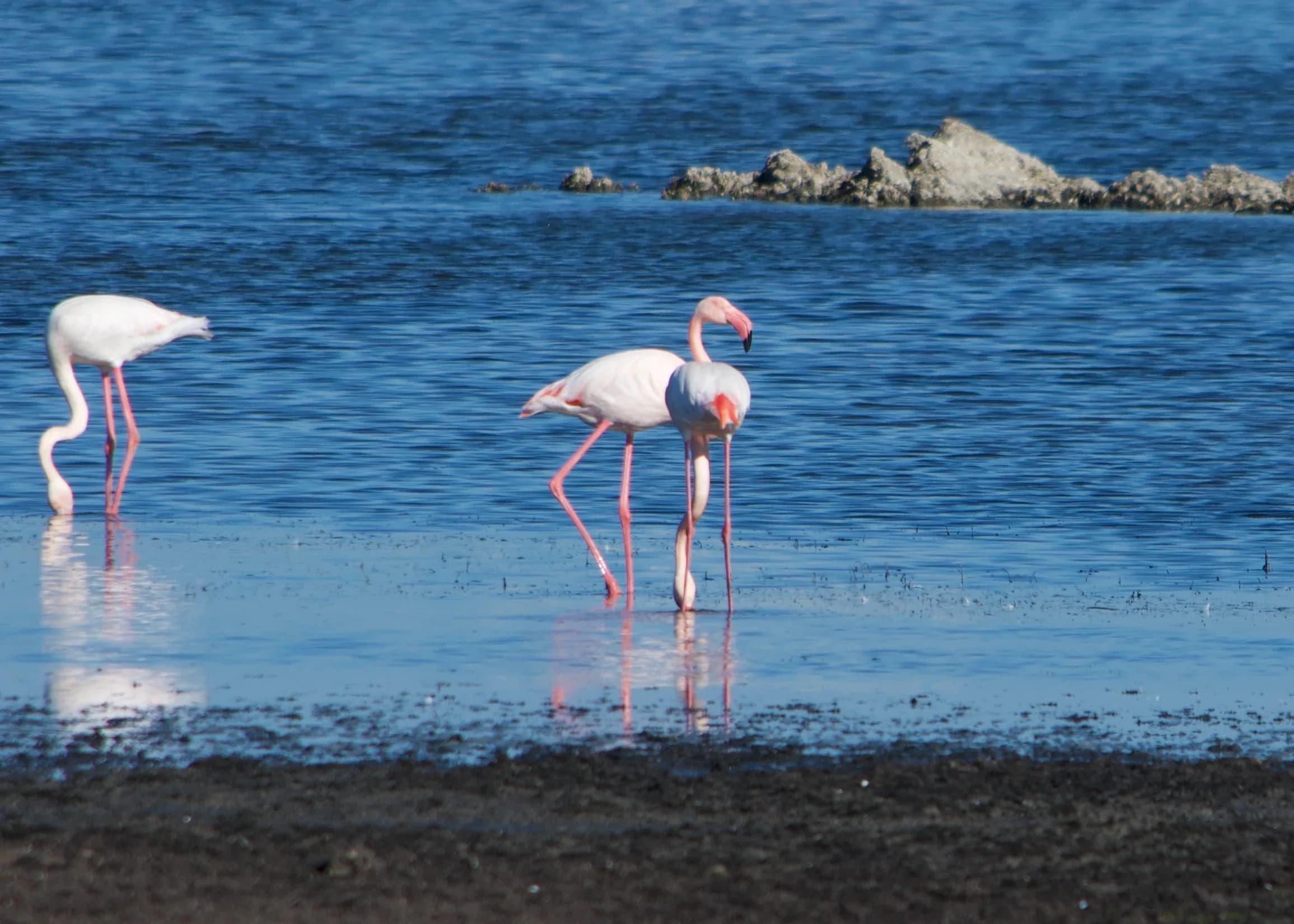 Zwei Flamingos watend im blauen Wasser