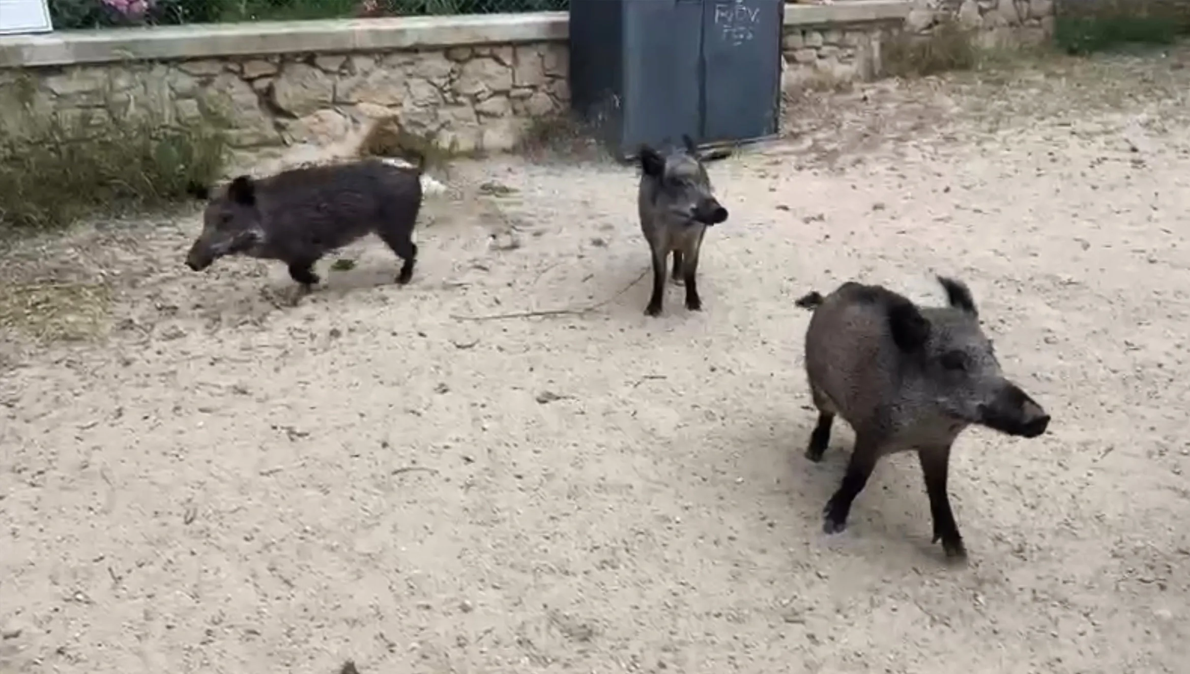 Trois jeunes sangliers sur un chemin de terre.