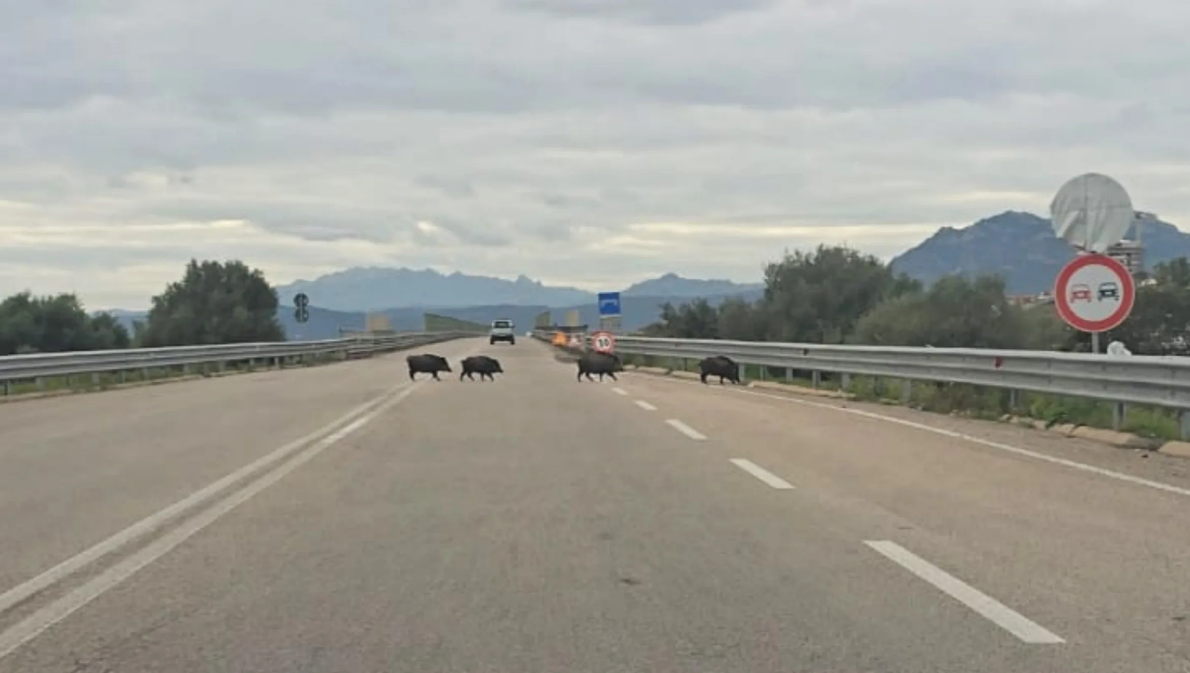 Des sangliers traversant une route ; prudence recommandée.