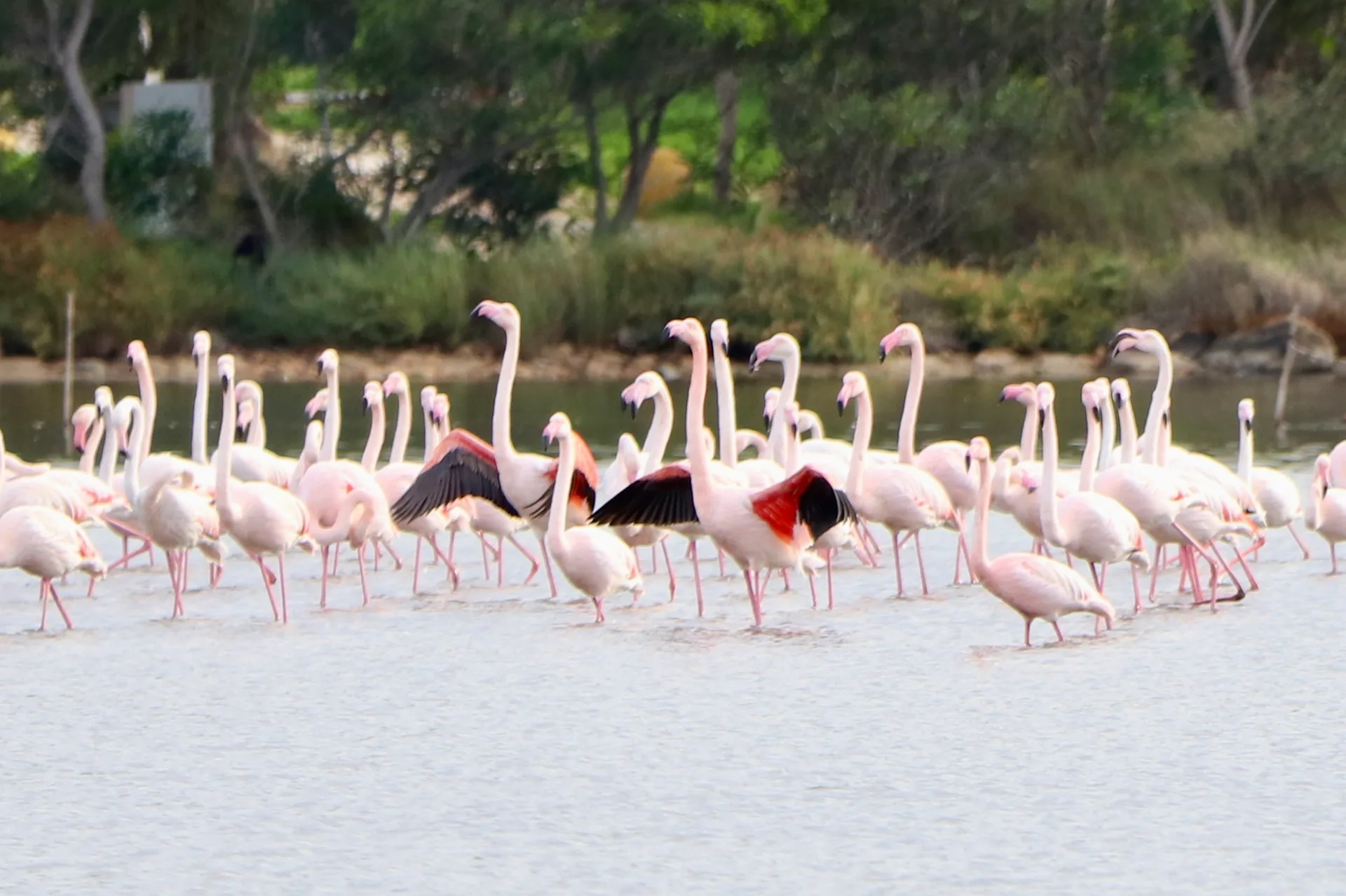 beautiful birds 
