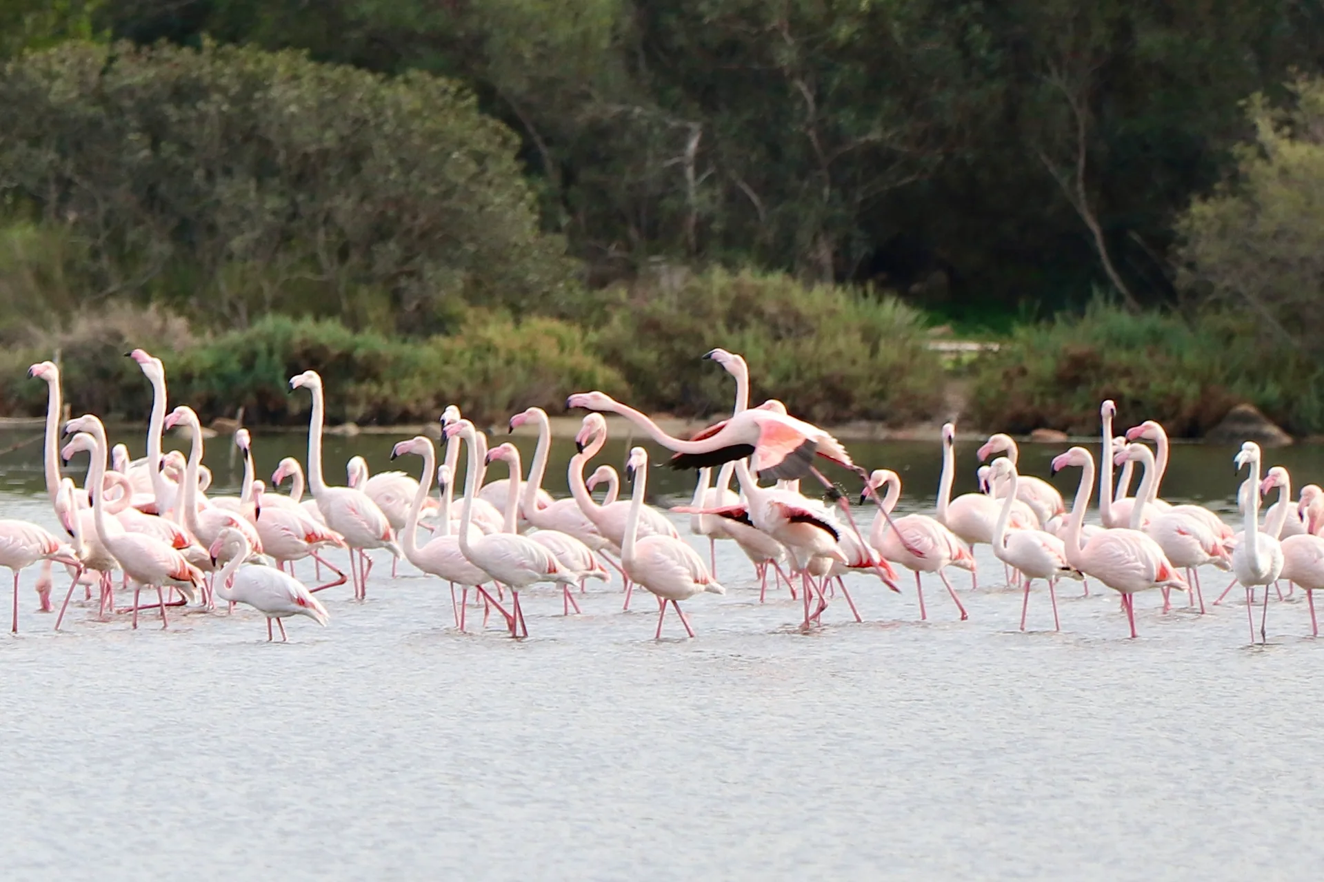 flying flamingo
