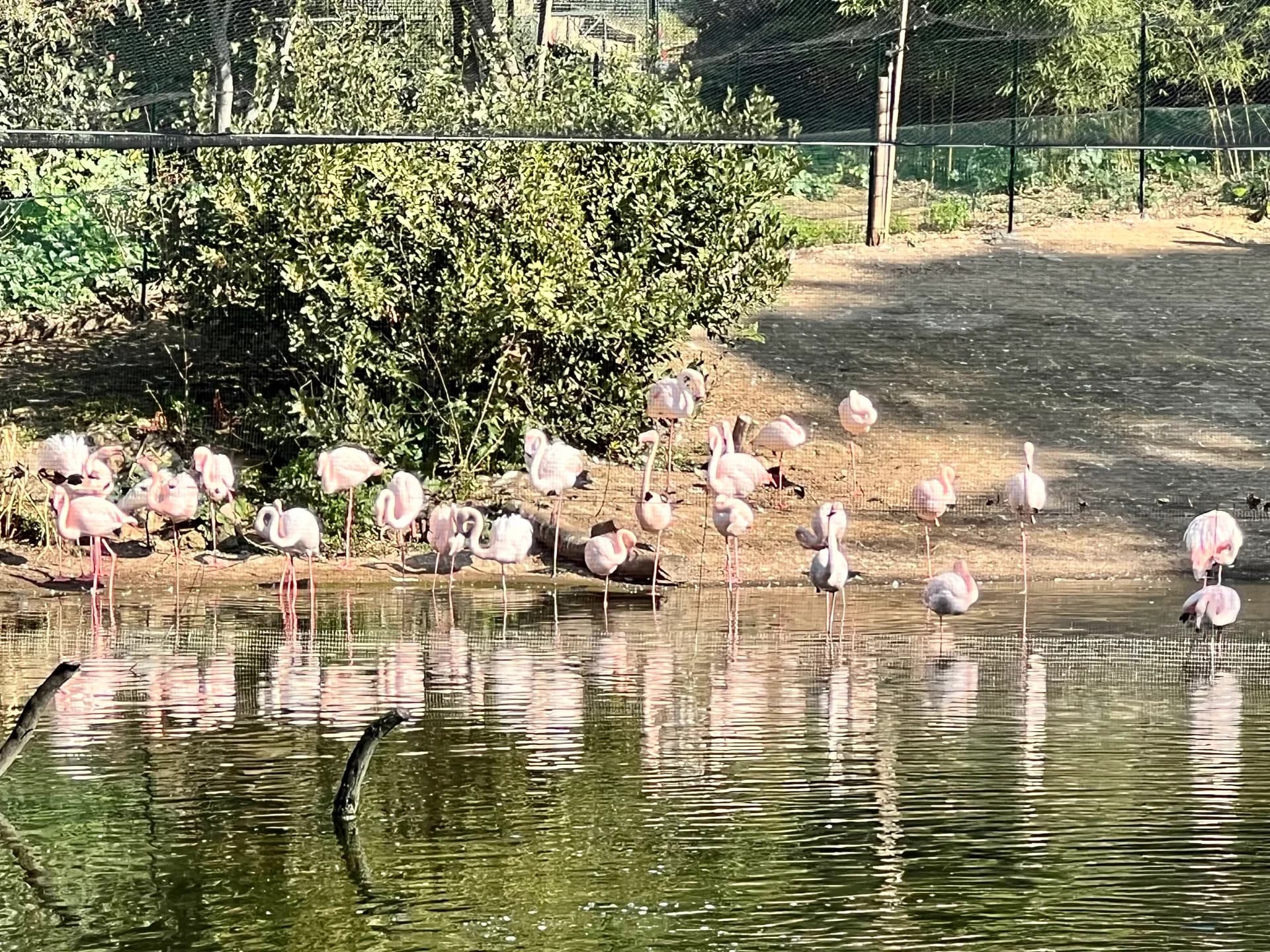 sleepy flamingo