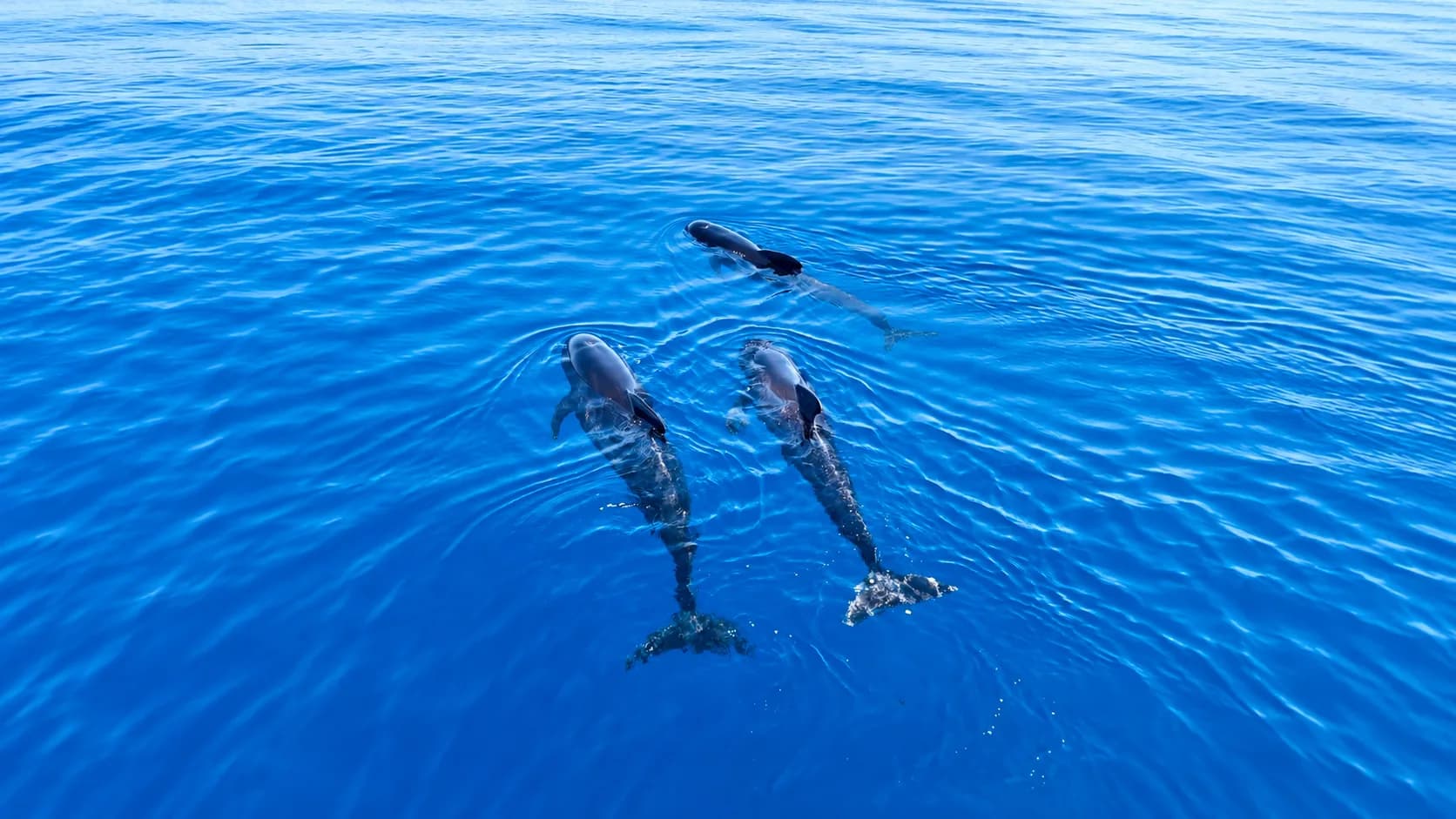 Aerial view of three dolphins swimming just below the surface of deep blue Sardinian sea water, leaving gentle ripples.