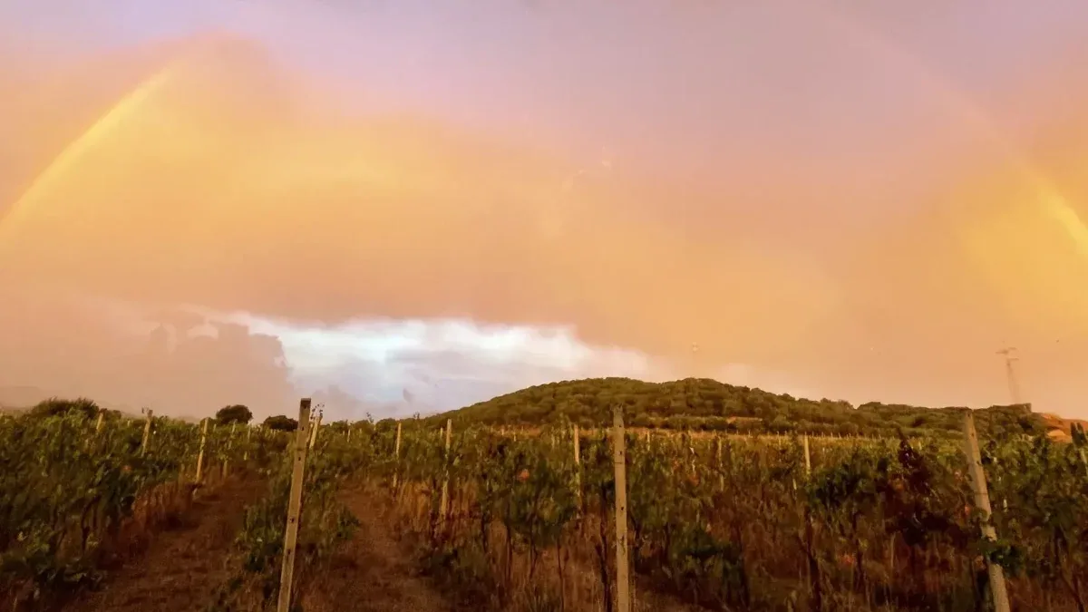 Vineyard near Olbia under an orange evening sky with a rainbow over a scrub-covered hill