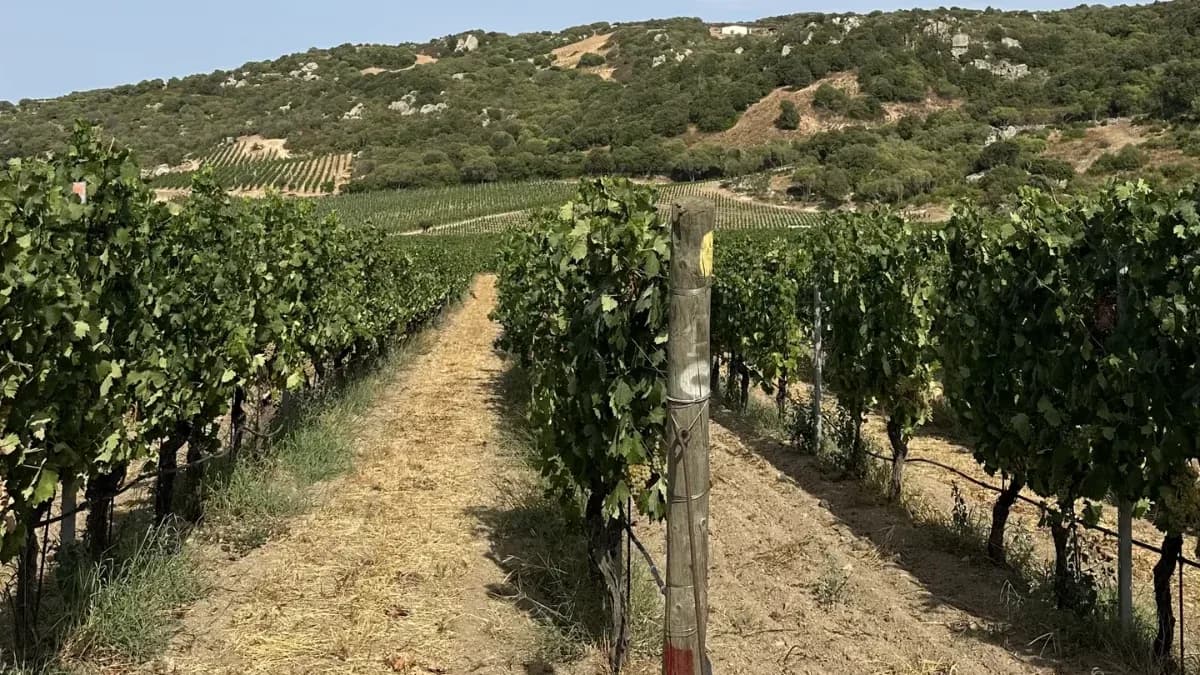 Rows of vines on a slope in Gallura, with granite outcrops and Mediterranean scrub on the hill behind