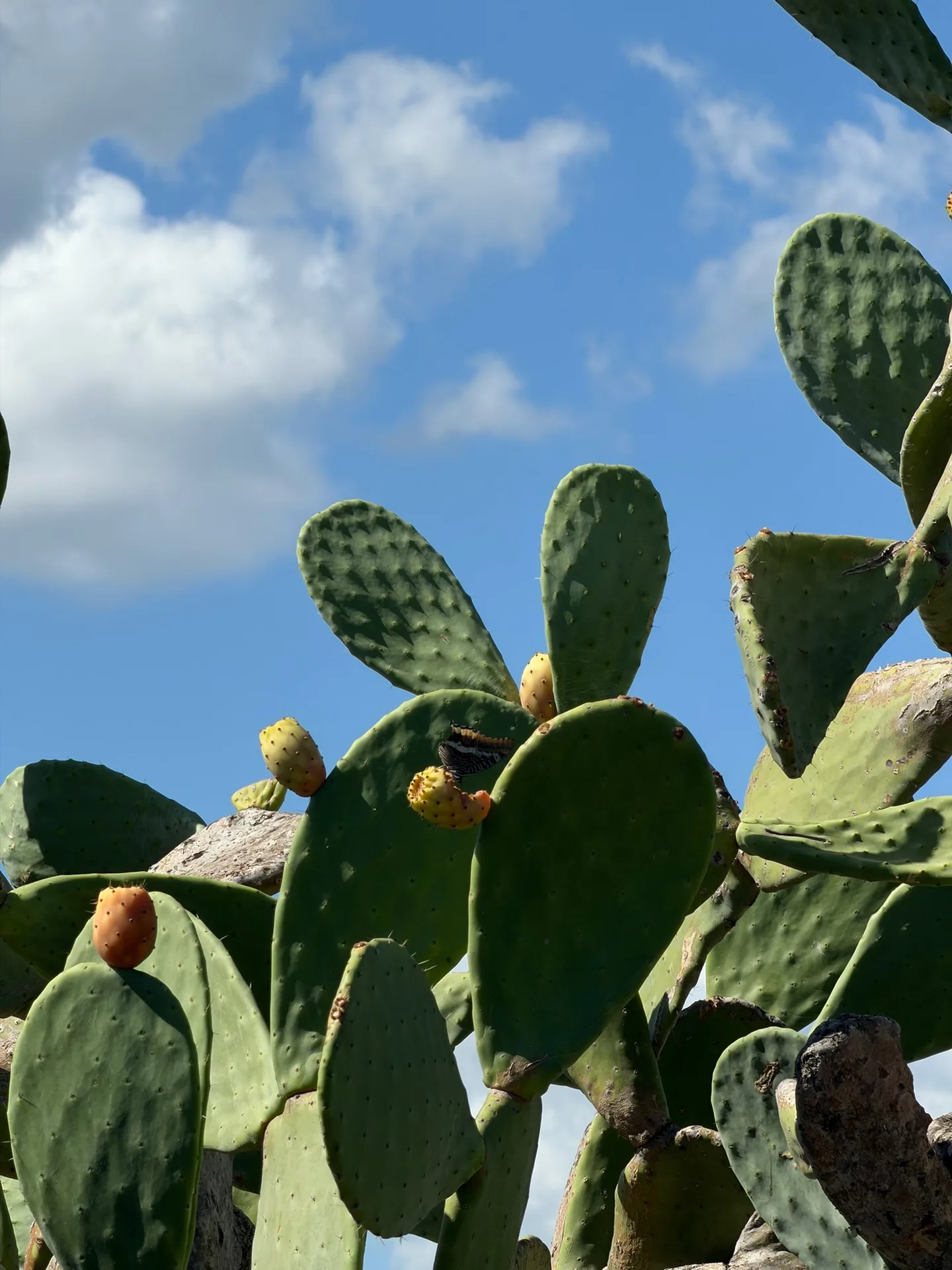 Prickly pear cactus paddles with ripening fruit along the Pevero Health Trail, set against a blue sky with scattered clouds