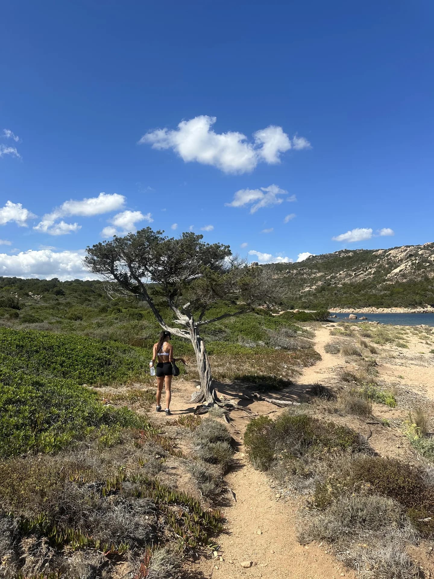 Hiker walking past a wind-bent tree on a sandy coastal path along the Pevero Health Trail, with scrubland, rocky hills and the sea visible in the distance.