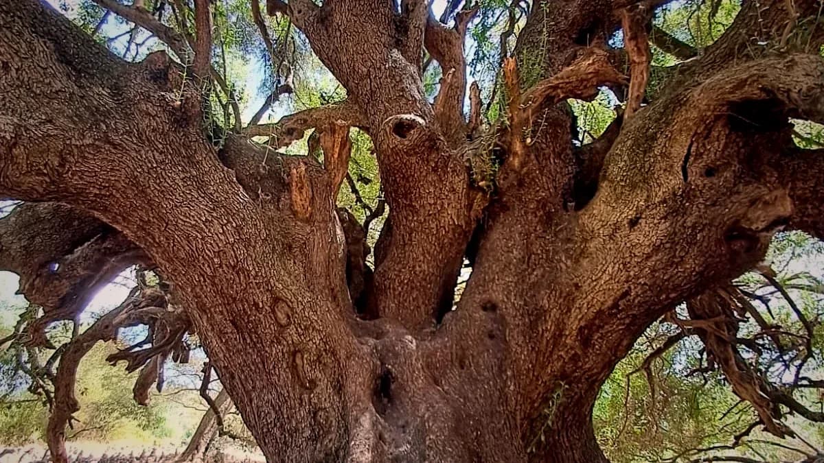 Tronc noueux et branches d'un olivier sauvage millénaire à Santu Baltolu di Carana, près de Luras