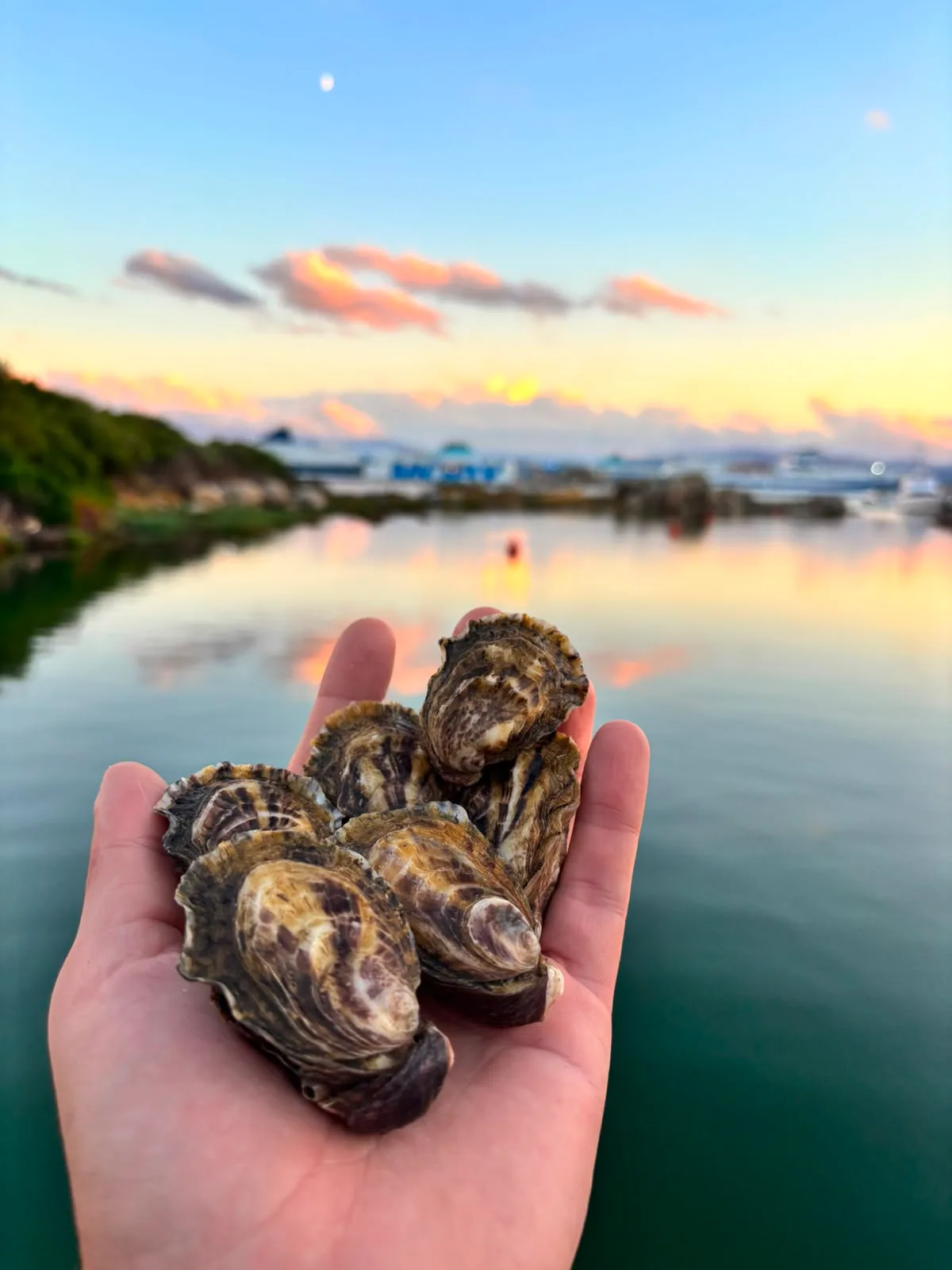 Poignée d'huîtres tenue au-dessus d'une eau calme au coucher du soleil, avec des ferries dans le port à l'arrière