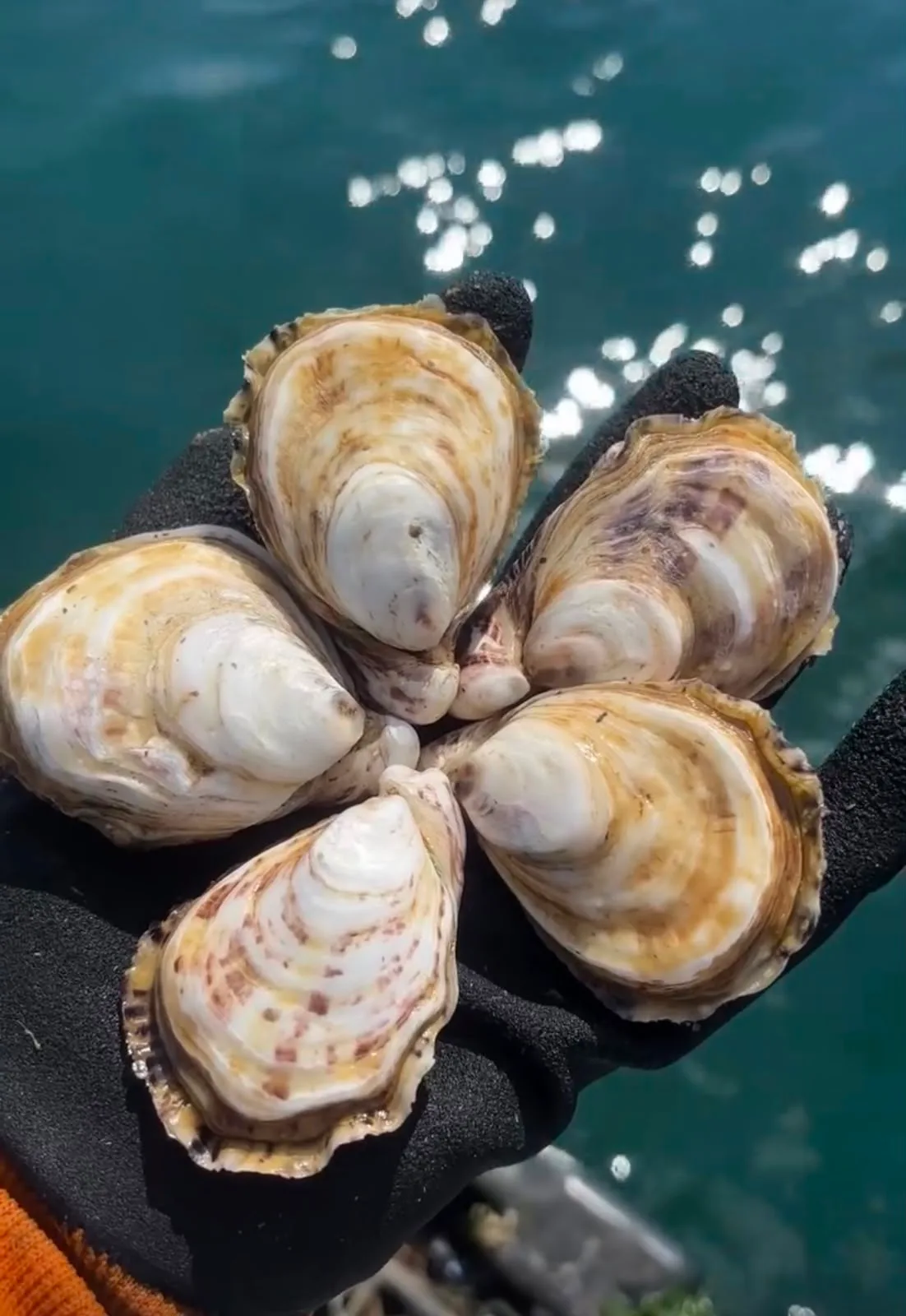 Gloved hand holding five fresh oysters above sparkling green sea water