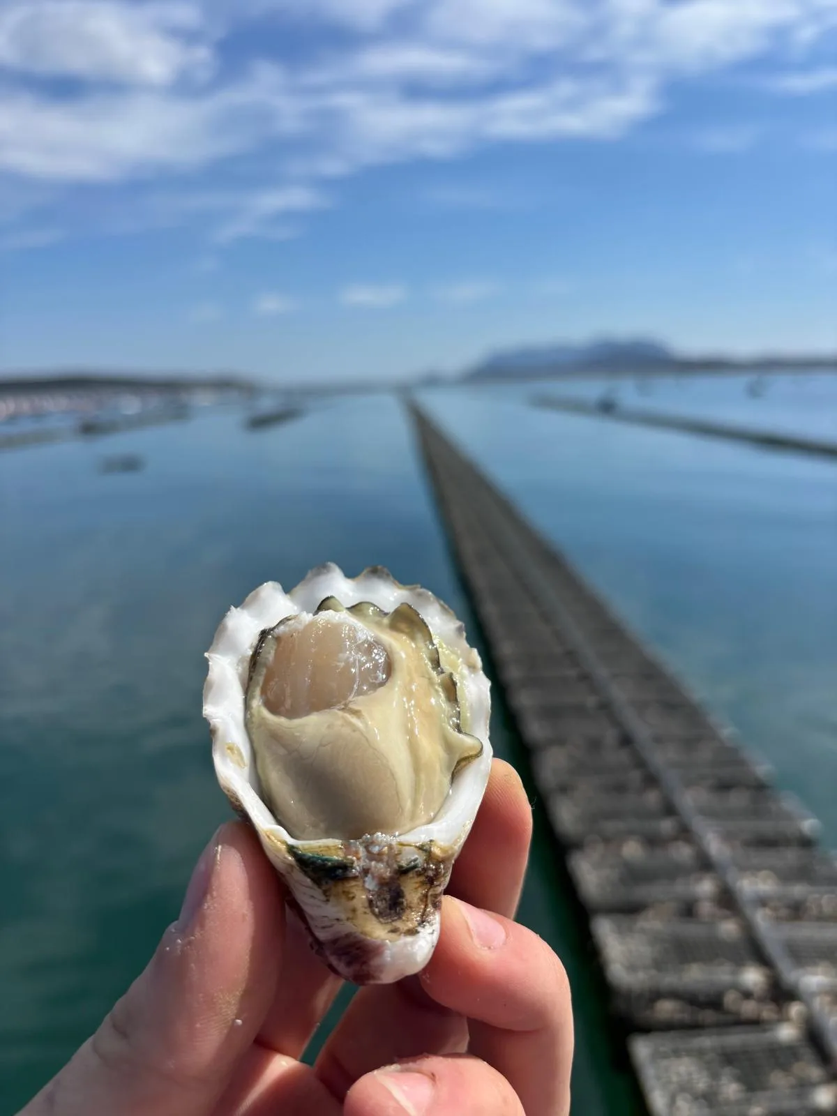 Huître fraîchement ouverte tenue à côté d'une longue ligne de flotteurs d'élevage s'étendant sur le golfe