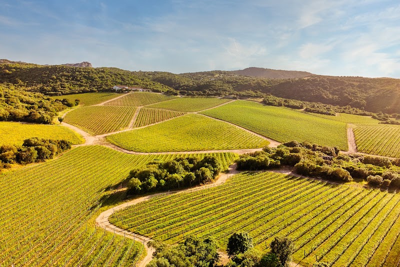 Capichera Vineyards and Winery